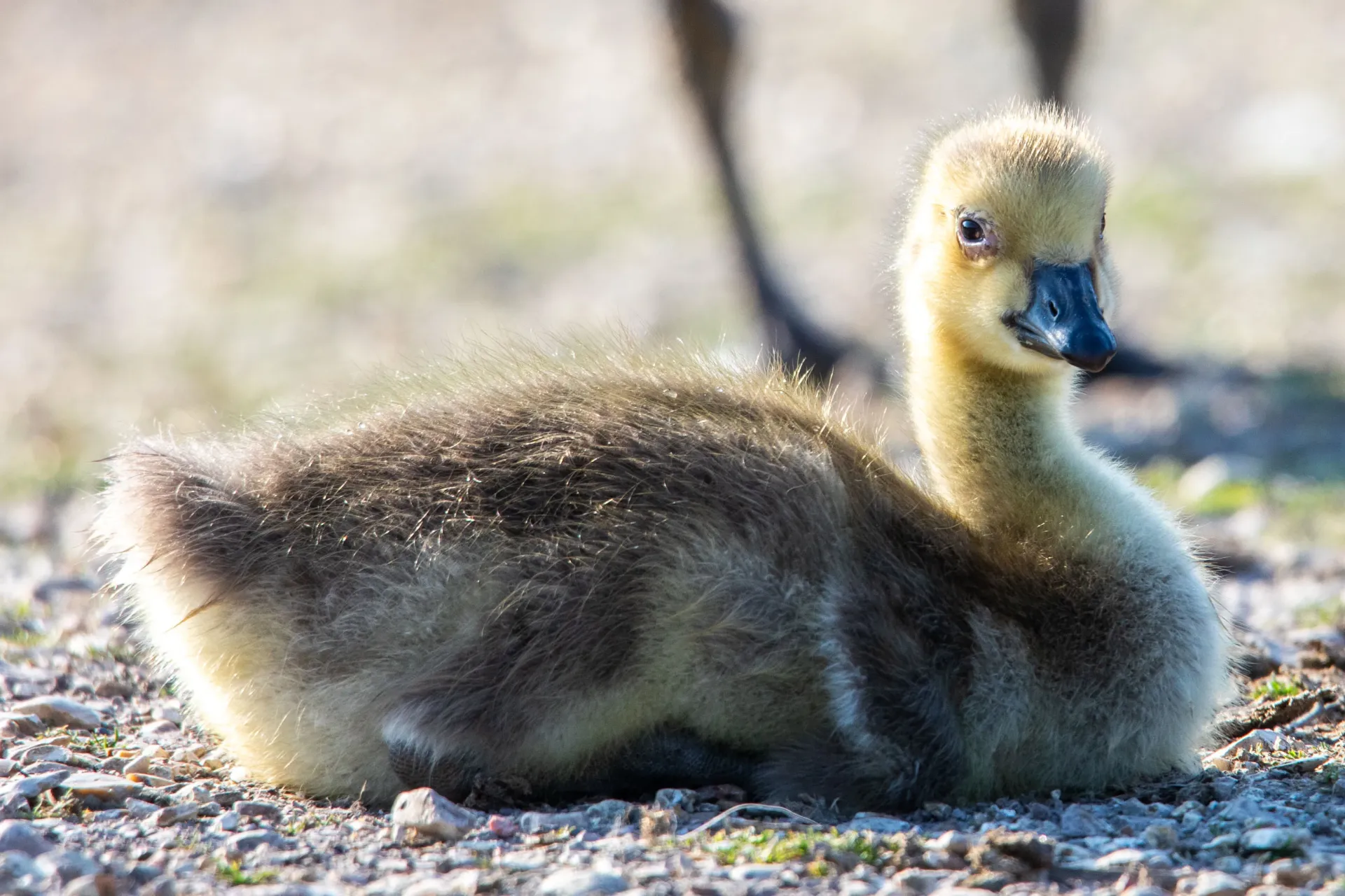 Home Page Background